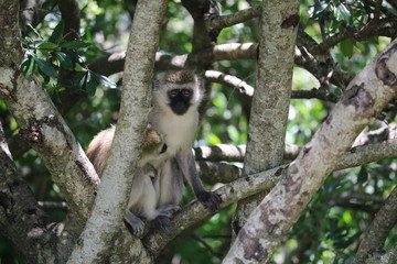 Monkey Masai Mara Africa
