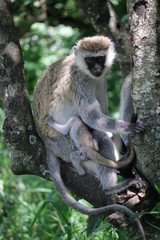 Monkey Masai Mara Africa