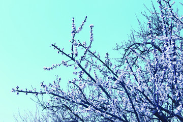 Flowering tree. Spring blue background. 