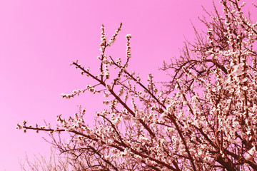 Flowering tree. Spring pink background. 