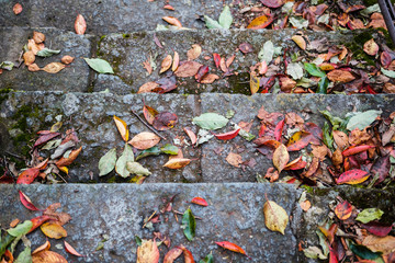 autumn leaves on the ground