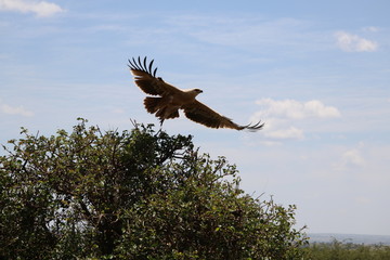Eagle Masai Mara Africa