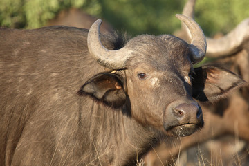 Kaffernb&uuml;ffel / Buffalo / Syncerus caffer