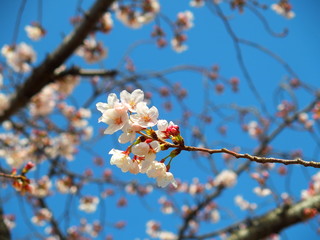 梢に咲く桜の花と青空