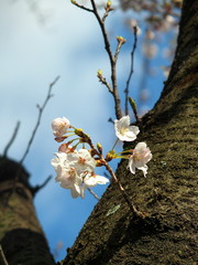 幹に咲く桜と青空