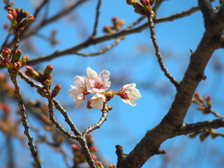 梢に咲く桜の花と青空
