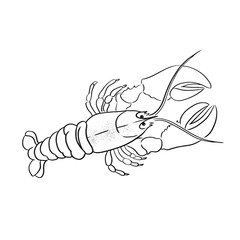 Crawfish line vector illustration