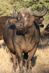 Kaffernbüffel / Buffalo / Syncerus caffer