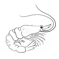 Shrimp line vector illustration