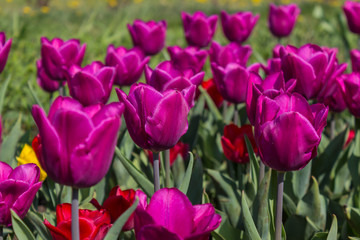 The tulip is a perennial, bulbous plant with showy flowers in the genus Tulipa