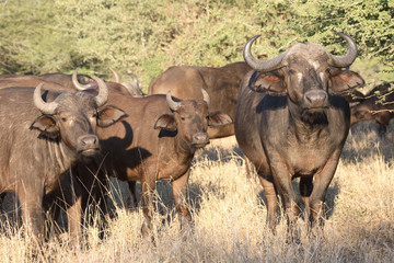 Kaffernbüffel / Buffalo / Syncerus caffer