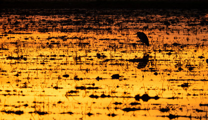 Ardea cinerea backlit over flooded rice field