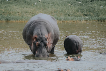 Family hippopotamus in the river