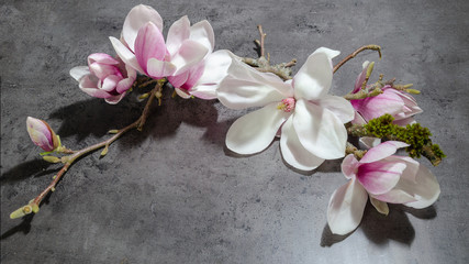 Fototapeta na wymiar Wunderschöne blühende Magnolien - anthrazit