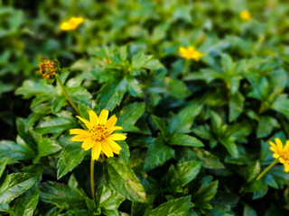 Yellow daisy flower outstanding among green leaves of a bush
