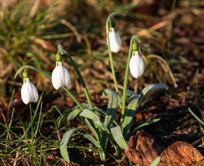 Snowdrops in Spring
