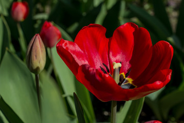 Red parrot tulip flower close-up using shallow focus in soft lighting.