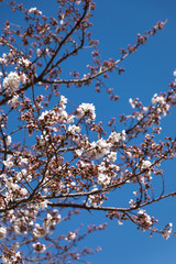 土手に咲く桜
