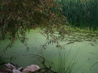 Green swamp lit sunset light.