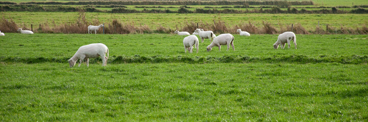 Fototapeta premium A flock of sheep in the pasture, panorama