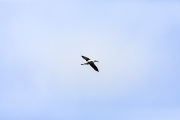 Albatross bird in the sky