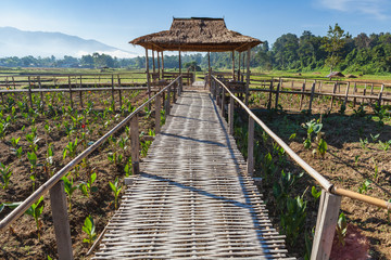 Fototapeta na wymiar Bamboo walk path to the huts