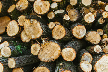 pile of wooden logs