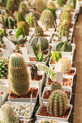 Cactus in plastic pot at farm