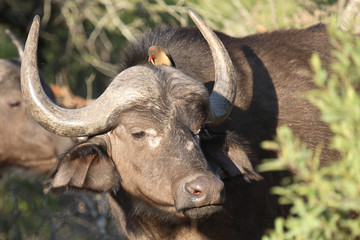 Kaffernbüffel und Rotschnabel-Madenhacker / Buffalo and Red-billed oxpecker / Syncerus caffer et...