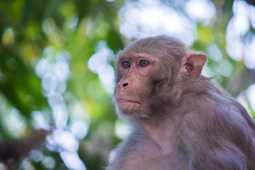 Portrait of The Rhesus Macaque Monkey Sitting Under the Tree
