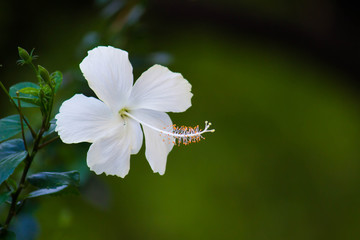 Beautiful Portrait of Hibiscus Flower in a soft blurry background