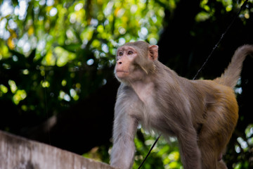 Portrait of The Rhesus Macaque Monkey  Under the Tree