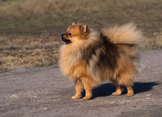 Adorable red spitz puppy posing outdoors.