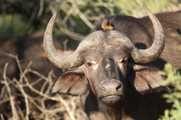 Naklejka premium Kaffernbüffel und Rotschnabel-Madenhacker / Buffalo and Red-billed oxpecker / Syncerus caffer et Buphagus erythrorhynchus