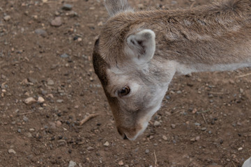 Head of fawn