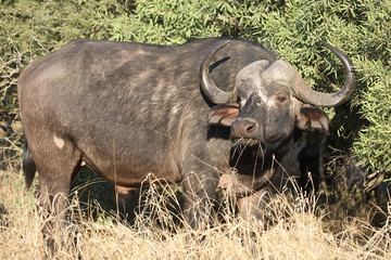 Obraz premium Kaffernbüffel / Buffalo / Syncerus caffer
