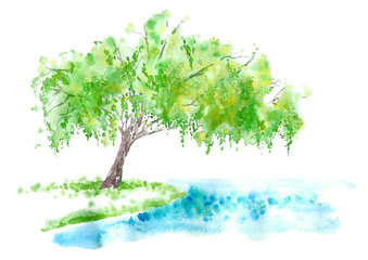 Weeping willow on the lake. Summer. Watercolor hand drawn illustration. © jula_lily