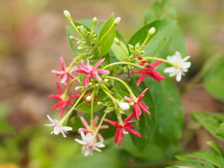 Rangoon creeper pink flower blossom on nature blur background
