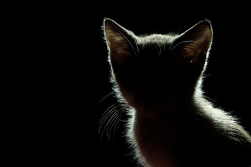 Animals, Pets Concept. Silhouette of a Cat Over Black Background. Cute Stray Kitten. 