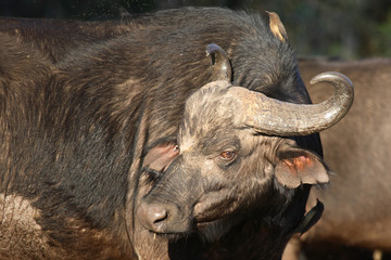 Kaffernbüffel und Rotschnabel-Madenhacker / Buffalo and Red-billed oxpecker / Syncerus caffer et...