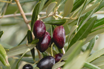 Olive tree fruits close up