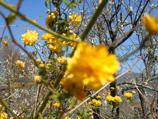 Liguria, Italy – 04/03/2019: Beautiful caption of the fruits tree and other different  plants with first amazing  white and yellow flowers in the village and an incredible blue sky in the background. 