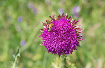Lonely thistles (Cirsium) having bee guest gathering nectar at start of flowering time