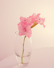  Pink gladiolus flower in a vase is on the table