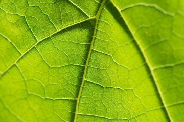 Fototapeta na wymiar Green leaf close-up