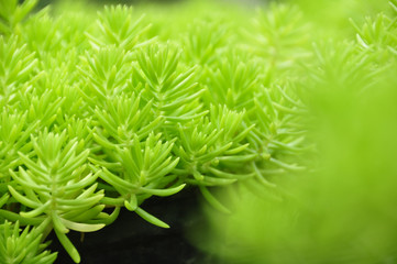 Green leaf texture background