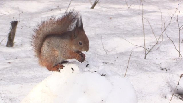 European squirrel on a snow-covered stump. 
