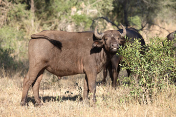 Kaffernbüffel / Buffalo / Syncerus caffer