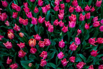 Close-up of pink tulips in the garden.