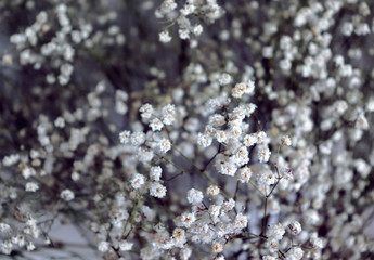 Close up of beautiful dreamy garden Gypsophila or Baby's-breath flowers.